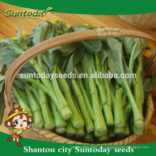 Suntoday азиатских овощей купить натуральные семена онлайн Ф1 домашний сад органических choysum рапса семена для теплицы(39001)